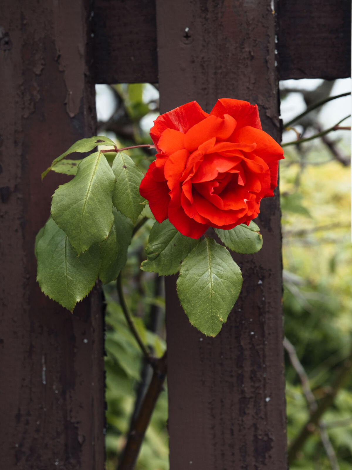 Leuchtend rote Rose mit grünen Blättern vor einem dunklen Holzzaun.