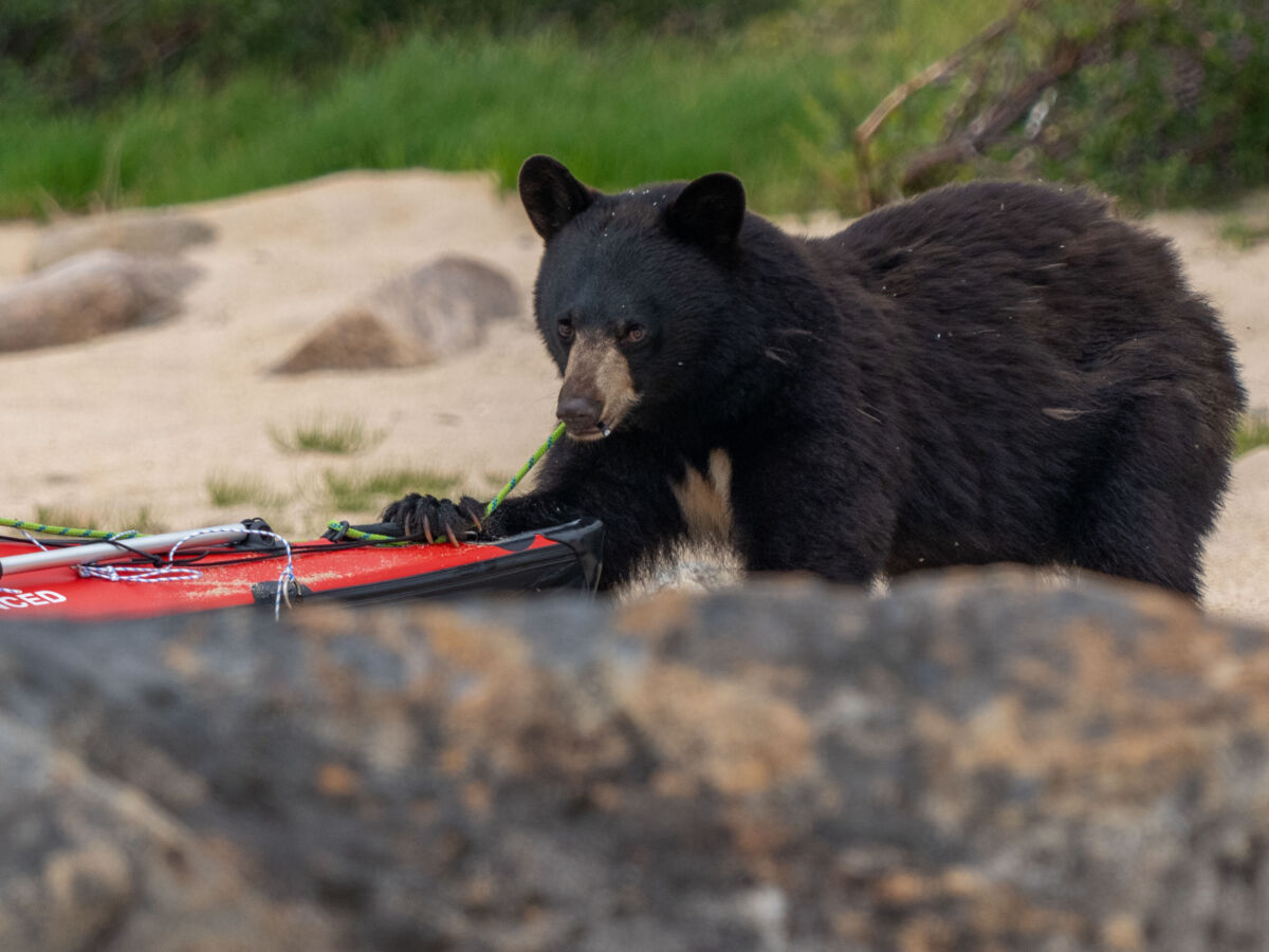 Ein Bär knabbert an einem Kanu. Im Vordergrund ist ein Felsen.